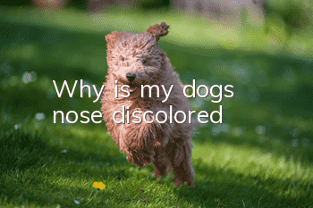 Why is my dog's nose discolored?