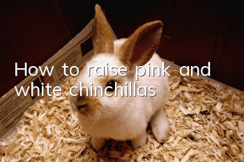 How to raise pink and white chinchillas