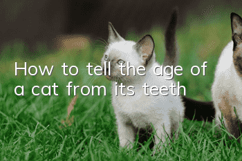 How to tell the age of a cat from its teeth?