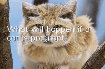 What will happen if a cat is pregnant?