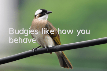 Budgies like how you behave