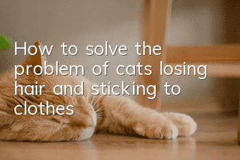How to solve the problem of cats losing hair and sticking to clothes?