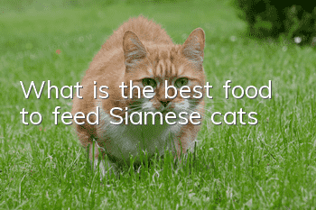 What is the best food to feed Siamese cats?