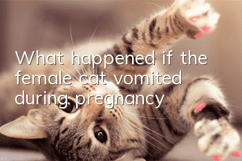 What happened if the female cat vomited during pregnancy?
