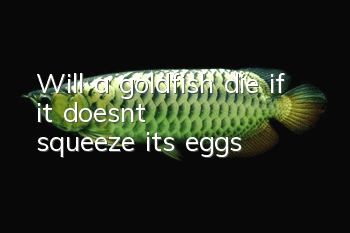 Will a goldfish die if it doesn't squeeze its eggs?