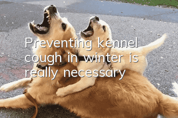 Preventing kennel cough in winter is really necessary!