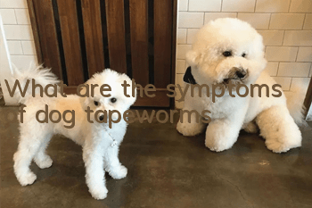 What are the symptoms of dog tapeworms?
