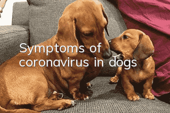 Symptoms of coronavirus in dogs