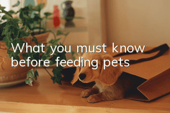 What you must know before feeding pets