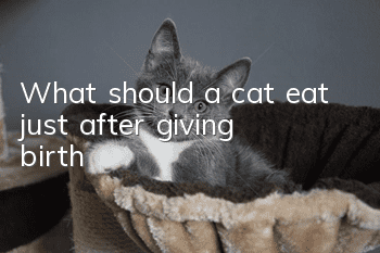 What should a cat eat just after giving birth?
