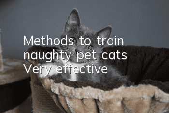 Methods to train naughty pet cats | Very effective