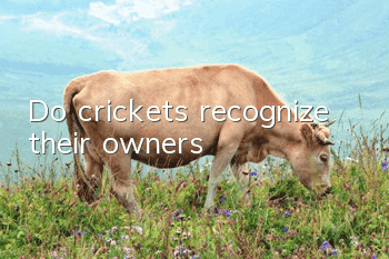Do crickets recognize their owners?