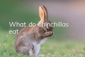 What do chinchillas eat?