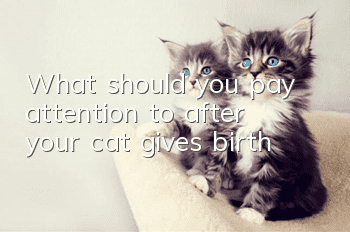 What should you pay attention to after your cat gives birth?