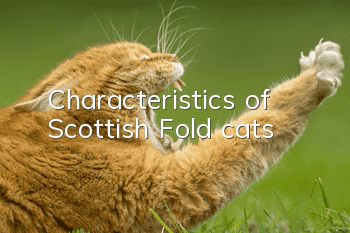 Characteristics of Scottish Fold cats