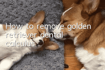 How to remove golden retriever dental calculus