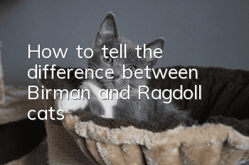 How to tell the difference between Birman and Ragdoll cats
