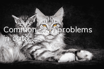Common skin problems in cats