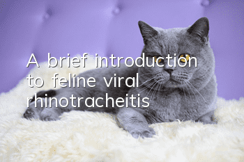 A brief introduction to feline viral rhinotracheitis