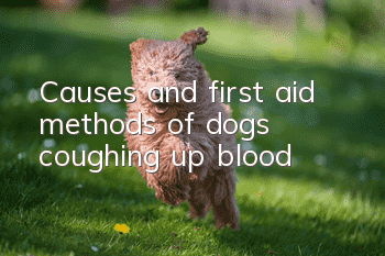 Causes and first aid methods of dogs coughing up blood