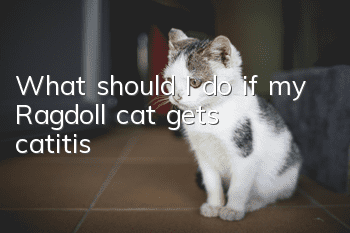 What should I do if my Ragdoll cat gets catitis?