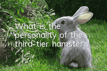 What is the personality of the third-tier hamster?