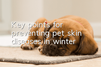Key points for preventing pet skin diseases in winter