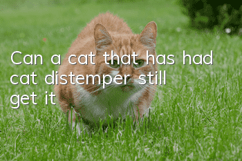 Can a cat that has had cat distemper still get it?