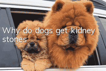 Why do dogs get kidney stones?