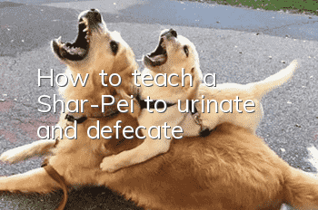 How to teach a Shar-Pei to urinate and defecate?