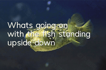 What's going on with the fish standing upside down?