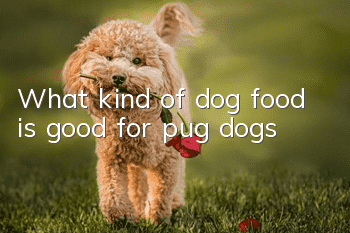 What kind of dog food is good for pug dogs?