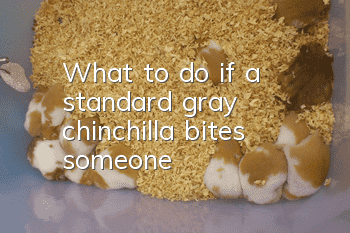 What to do if a standard gray chinchilla bites someone