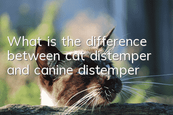 What is the difference between cat distemper and canine distemper?