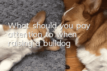 What should you pay attention to when raising a bulldog?