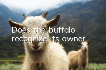 Does the buffalo recognize its owner?