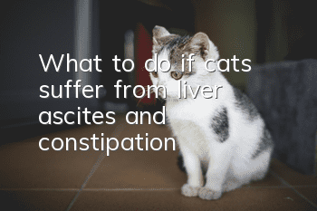 What to do if cats suffer from liver ascites and constipation