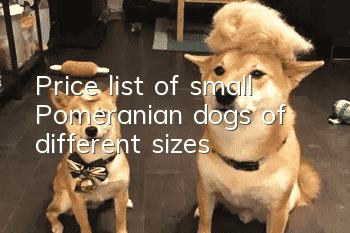 Price list of small Pomeranian dogs of different sizes