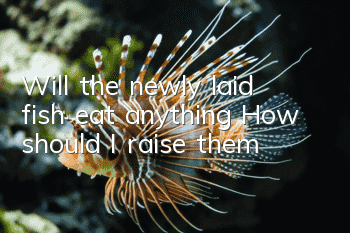 Will the newly laid fish eat anything? How should I raise them?