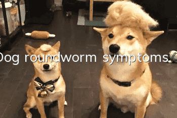 Dog roundworm symptoms