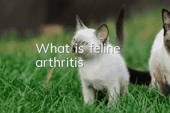 What is feline arthritis?