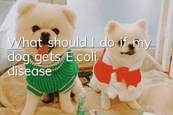 What should I do if my dog gets E.coli disease?
