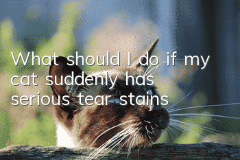 What should I do if my cat suddenly has serious tear stains?