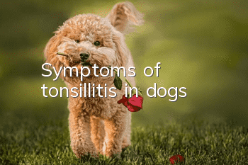 Symptoms of tonsillitis in dogs