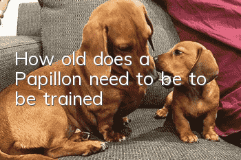 How old does a Papillon need to be to be trained?