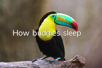 How budgies sleep