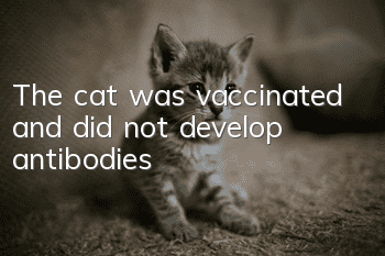 The cat was vaccinated and did not develop antibodies