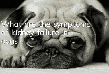 What are the symptoms of kidney failure in dogs?