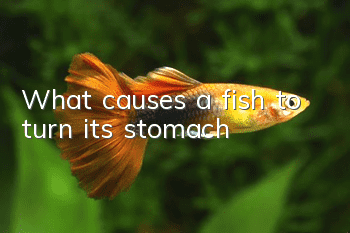 What causes a fish to turn its stomach?