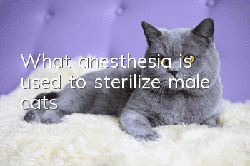 What anesthesia is used to sterilize male cats?